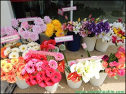 ҹѴ͡Թ Shanel LK Flower Hua Hin Thailand